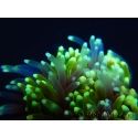 Galaxea Green torch yellow tips Aussie S