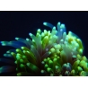 Galaxea Green torch yellow tips Aussie S