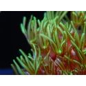 Tubipora Vert ultra