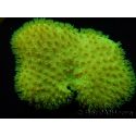 RAH Sarcophyton Ultra Jaune