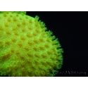 RAH Sarcophyton Ultra Jaune