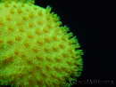 RAH Sarcophyton Ultra Jaune
