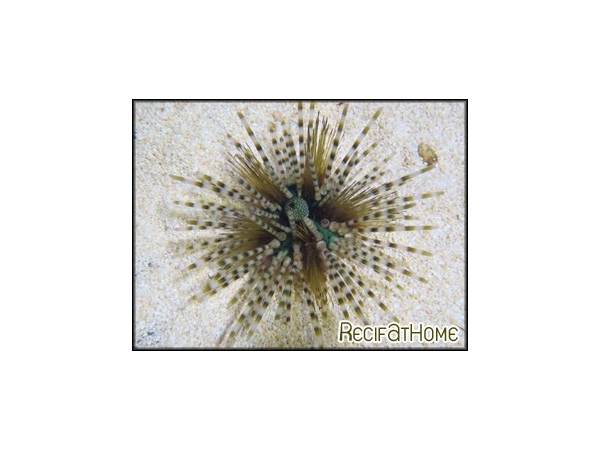 Echinothrix calamaris
