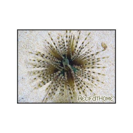 Echinothrix calamaris