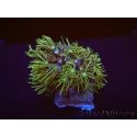 Tubipora Vert ultra