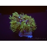 Tubipora Vert ultra