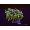 Tubipora Vert ultra