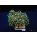 Tubipora Vert ultra