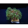 Tubipora Vert ultra