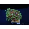 Tubipora Vert ultra