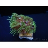 Tubipora Vert ultra