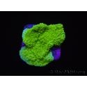 Montipora plateau vert taille S