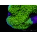 Montipora plateau vert taille S