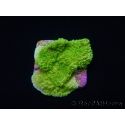 Montipora plateau vert taille S