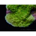 Montipora plateau vert taille S