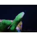 Montipora digitata vert pin S