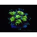 Galaxea Green torch yellow tips Aussie S