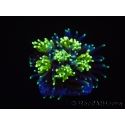 Galaxea Green torch yellow tips Aussie S