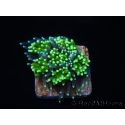 Galaxea Green torch yellow tips Aussie S