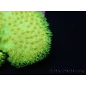 RAH Sarcophyton Ultra Jaune