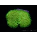 RAH Sarcophyton Ultra Jaune