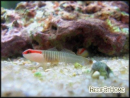 Gobiosoma multifasciatum