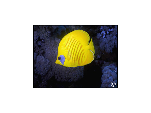 Chaetodon semilarvatus
