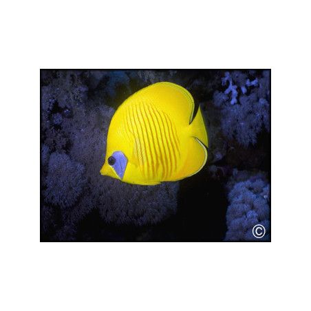 Chaetodon semilarvatus