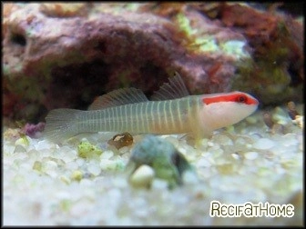 Gobiosoma multifasciatum