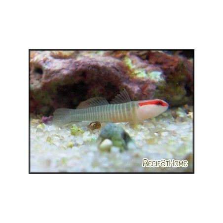 Gobiosoma multifasciatum