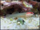 Gobiosoma multifasciatum