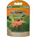 SHRIMP KING CAMBARELLUS Dennerle