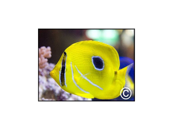 Chaetodon bennetti