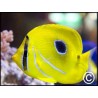 Chaetodon bennetti
