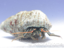 Calcinus sp Srilanka Taille S