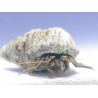 Calcinus sp Srilanka Taille S