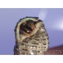 Calcinus sp Srilanka Taille S