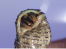 Calcinus sp Srilanka Taille S