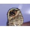 Calcinus sp Srilanka Taille S