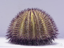 Salmacis virgulata