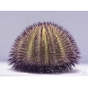 Salmacis virgulata