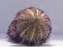 Salmacis virgulata