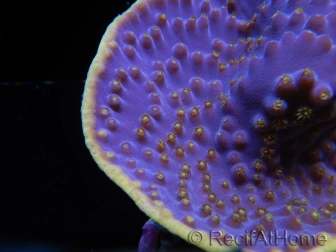 WYSIWYG Turbinaria reniformis 3 ( cm)