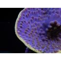 WYSIWYG Turbinaria reniformis 3 ( cm)