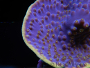 WYSIWYG Turbinaria reniformis 3 ( cm)