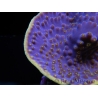 WYSIWYG Turbinaria reniformis 3 ( cm)