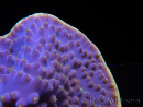 WYSIWYG Turbinaria reniformis 3 ( cm)