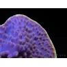 WYSIWYG Turbinaria reniformis 3 ( cm)