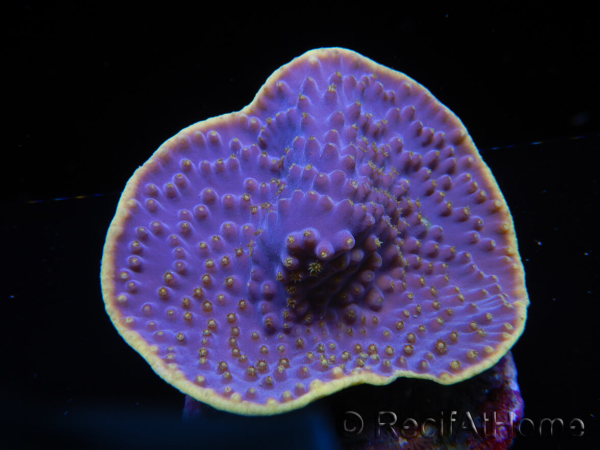 WYSIWYG Turbinaria reniformis 3 ( cm)