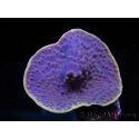 WYSIWYG Turbinaria reniformis 3 ( cm)